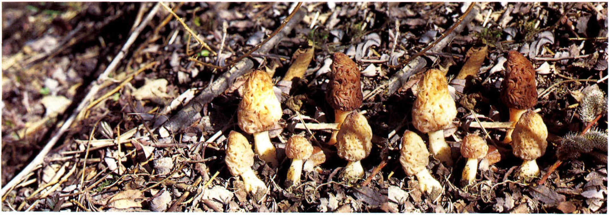 Morchella deliciosa Fr.